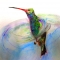 Hummingbird 3
