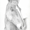 Portrait of a Horse