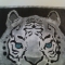 "" Snow Tiger "