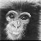 chimp