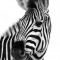 Zebra Photorealistic Painting
