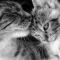 Mom Cat And Her Kitten