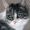 Tabby Cat