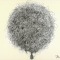 A lachrymal gland