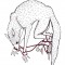 Ribbon Trap