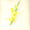 yellow gladiola