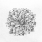 Dahlia