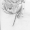 Poppy