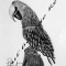 Parrot