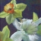 Gold and White Spring