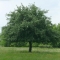 An apple tree