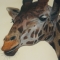 Giraffe Head