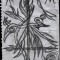 Spiral Sketch
