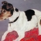 jack russell