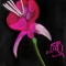 Pastel Flower