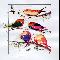 birds