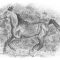 Arabian Horse Galloping