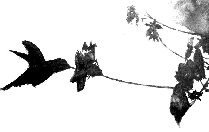Hummingbird 1 - 