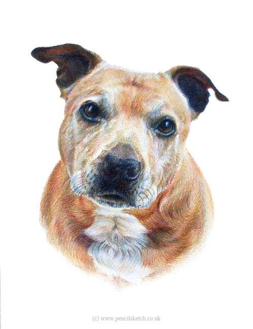 Pet Portrait - 