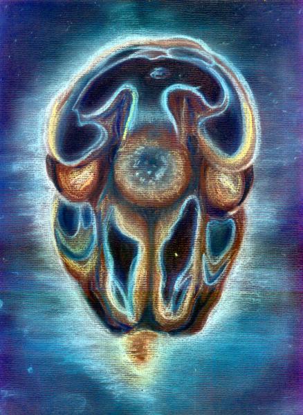 Fetal - 
