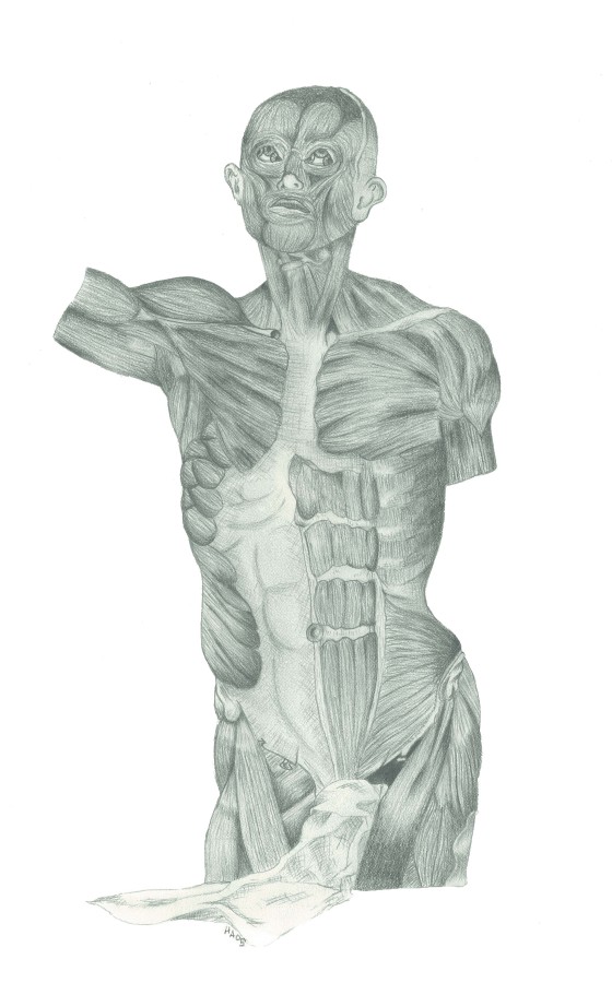 Front Torso Human Anatomy - 