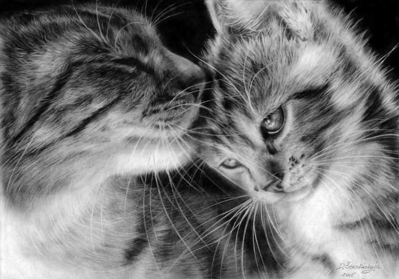 Mom Cat And Her Kitten - 