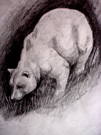 Bear - 
