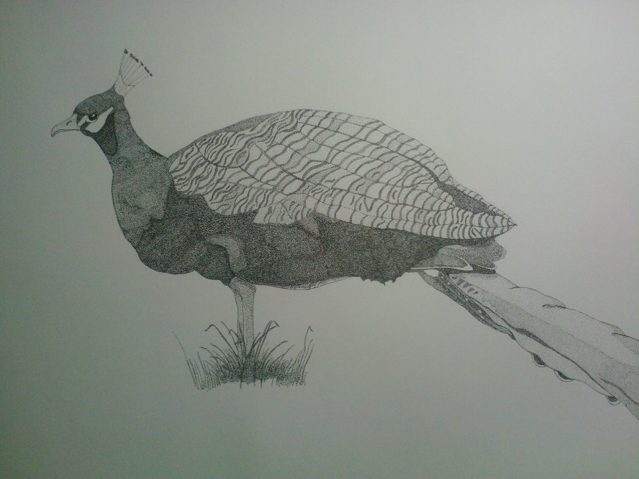 Peacock - 
