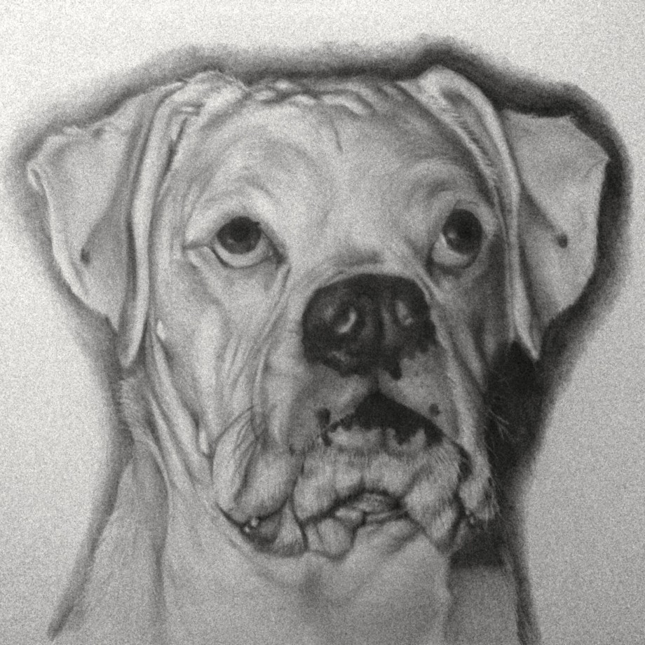 Portrait Of Buster - 