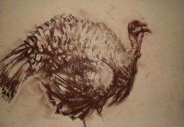 Turkey - 