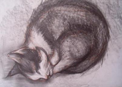 Cat - 