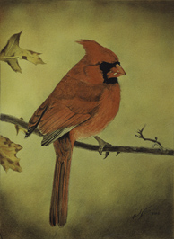 Cardinal - 