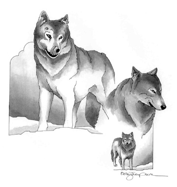 Three Wolves - 