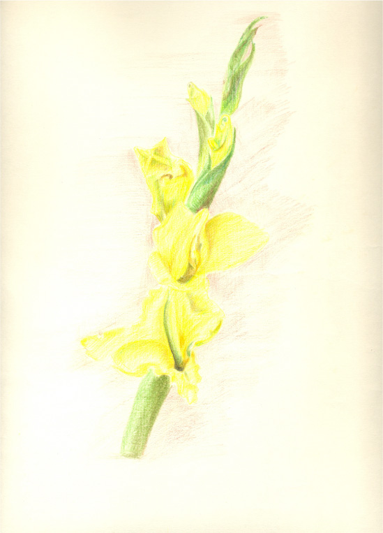 Yellow Gladiola - 