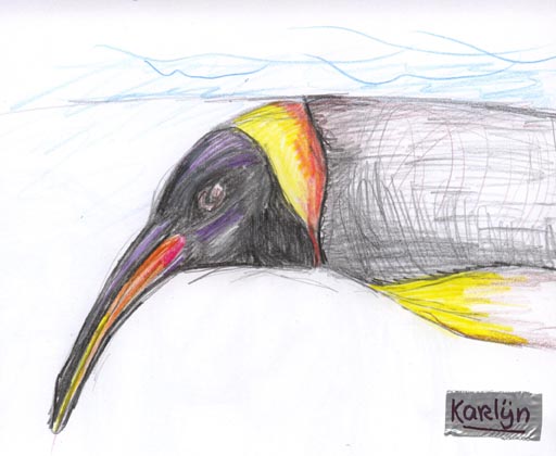 Pinguin - 