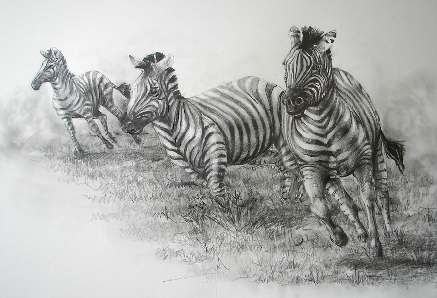 Zebra - 