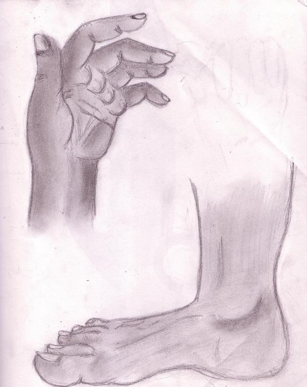 Anatomy - 