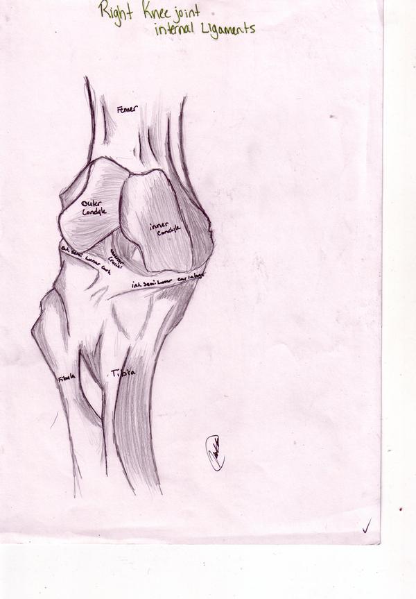 Knee - 