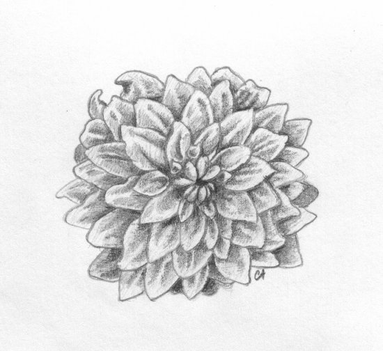 Dahlia - 
