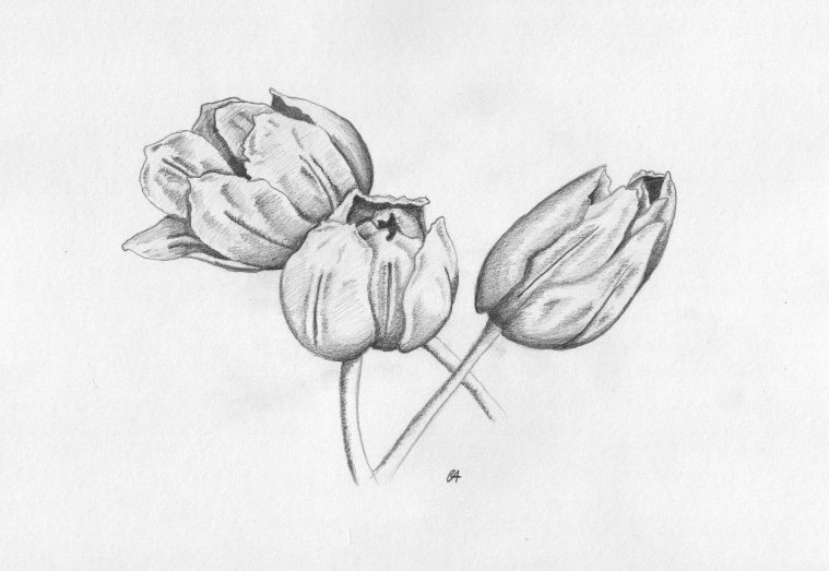 Tulips - 