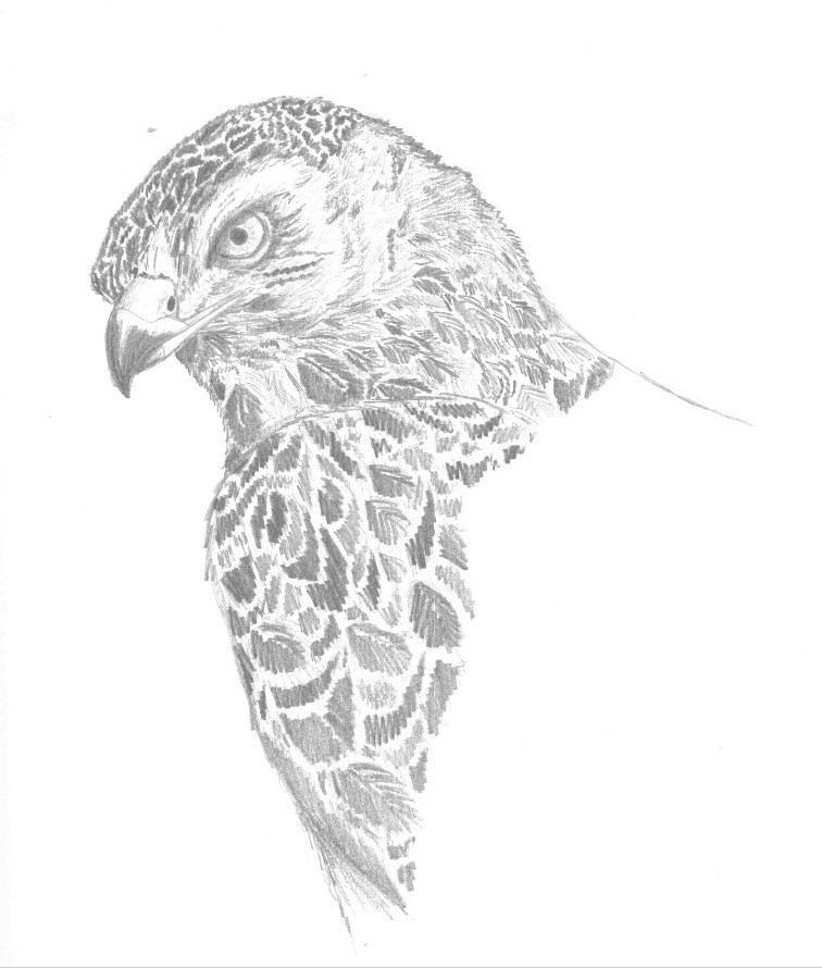 Buzzard - 