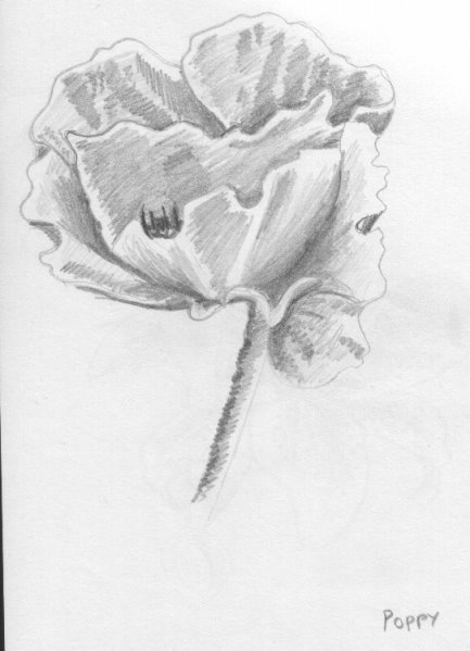 Poppy - 