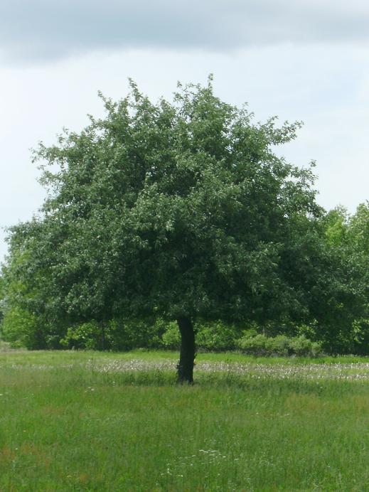 An Apple Tree - 