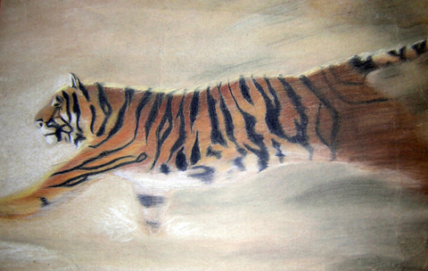 Tiger - 