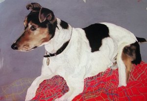 Jack Russell - 