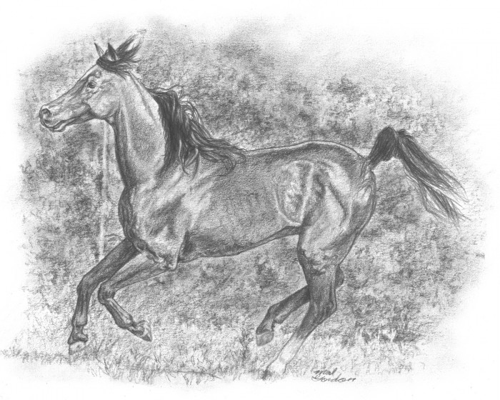 Arabian Horse Galloping - 