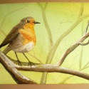 Robin perched on a branch by Samuel Wood
