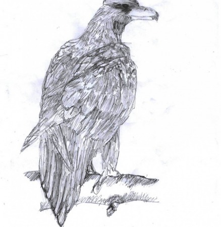 Golden Eagle by Beth Heaney
