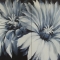Exotic flowers