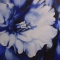Daffodil in blue
